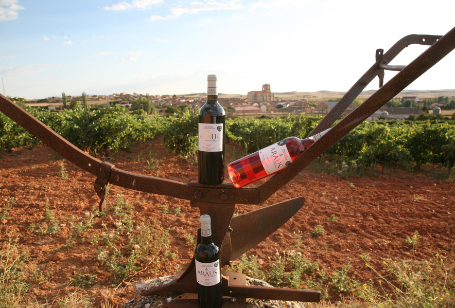 Viñedos y puesta de sol