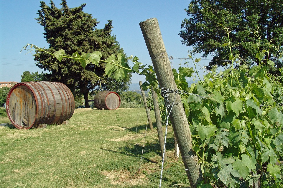 Viñedos y puesta de sol