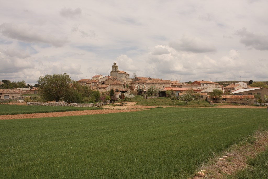 Viñedos y puesta de sol