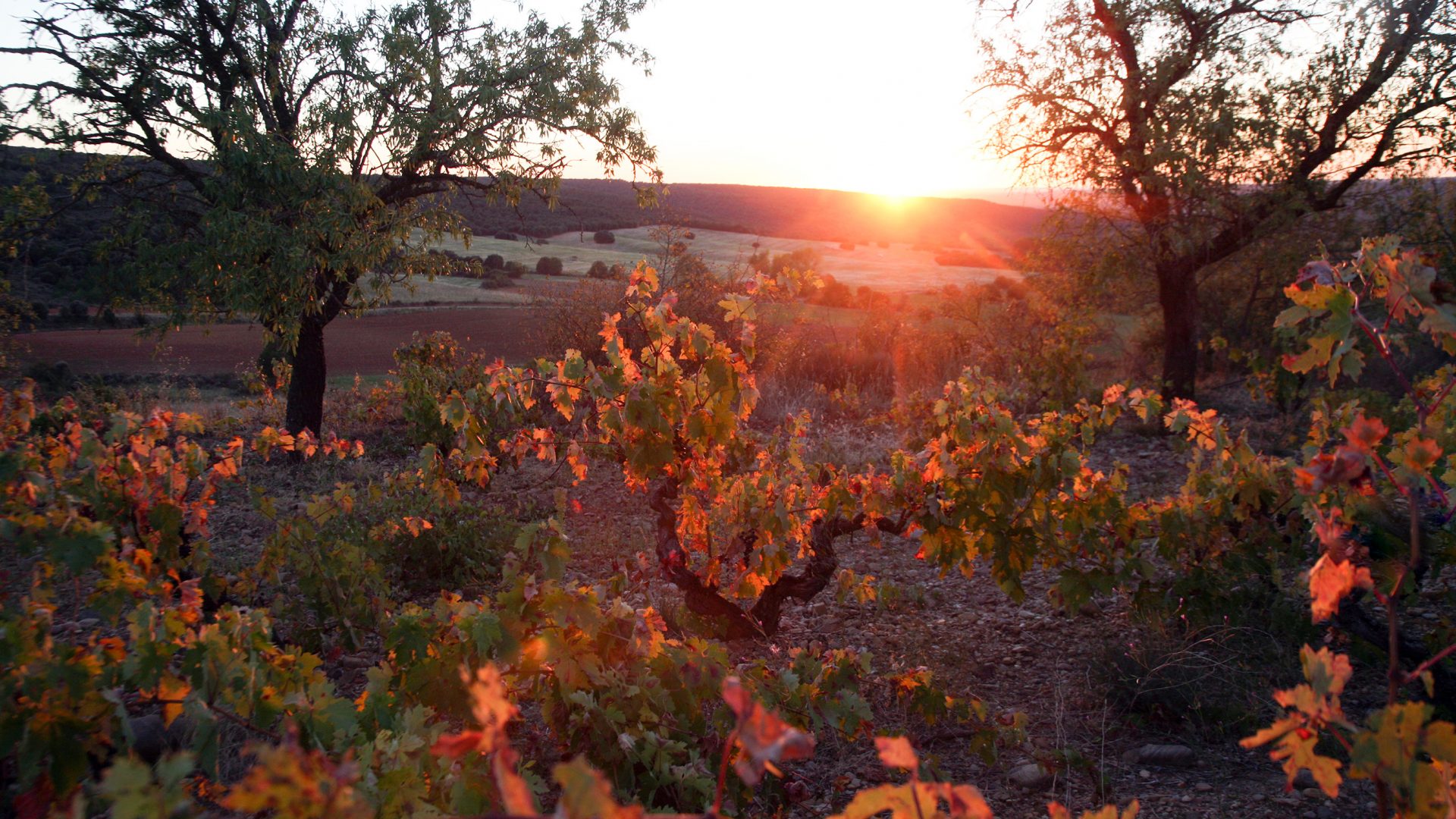 Viñedos y puesta de sol